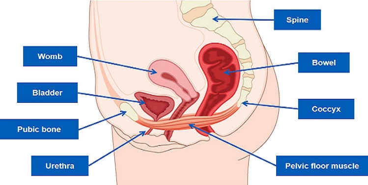 Women’s Pelvic Health Physiotherapy